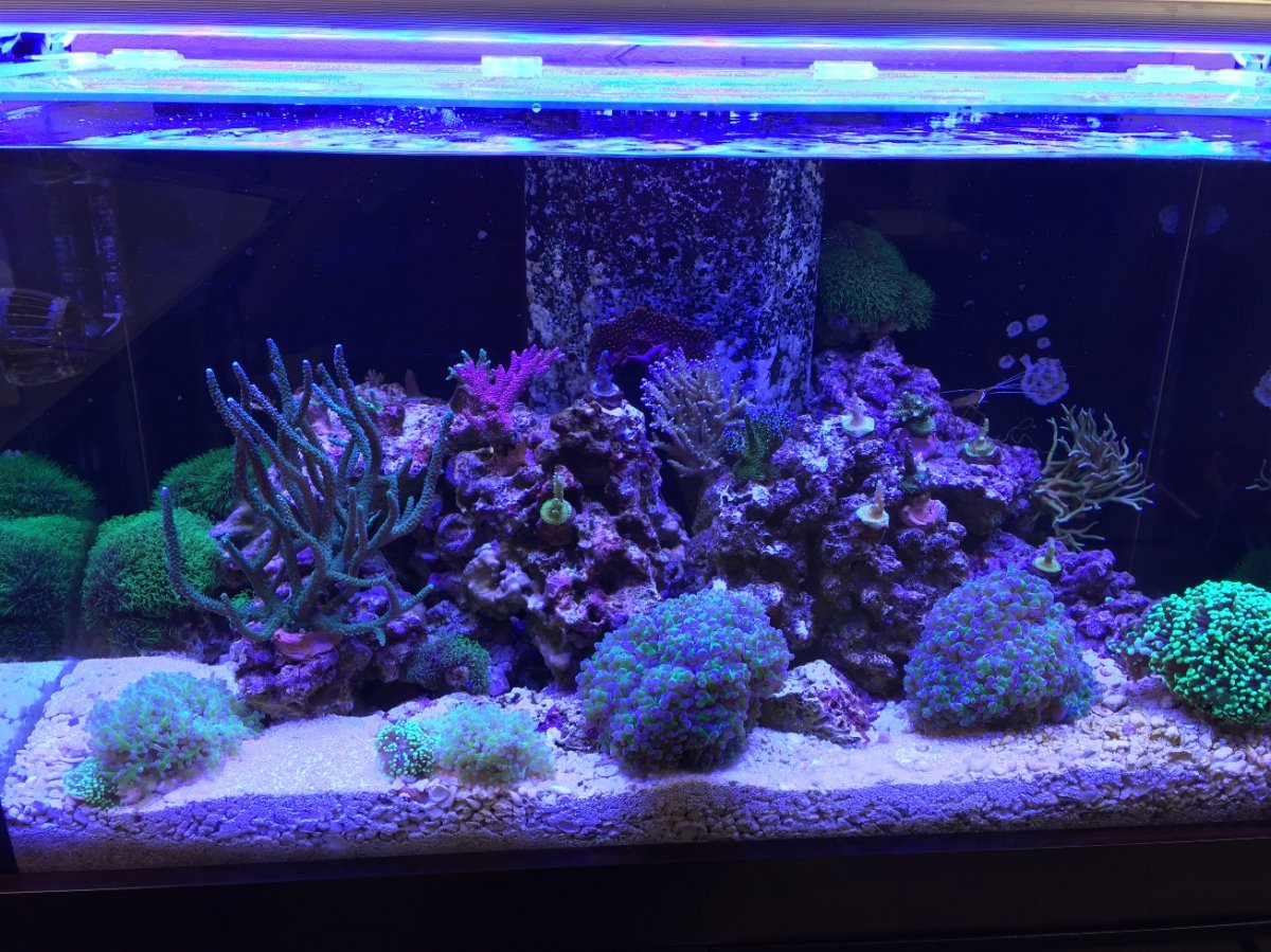 all corals REDUCED.jpg