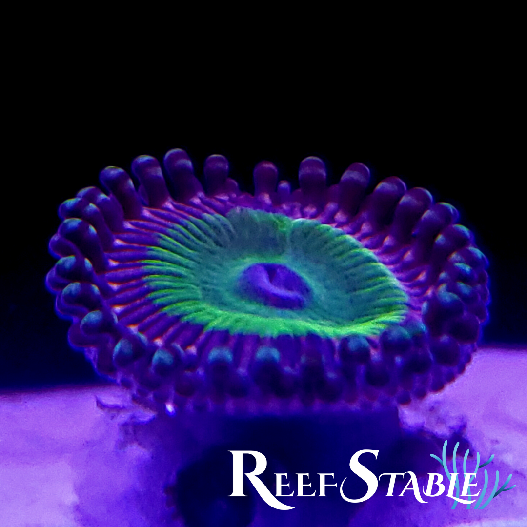 All Zoanthids Are Sold Per Polyp (1).png