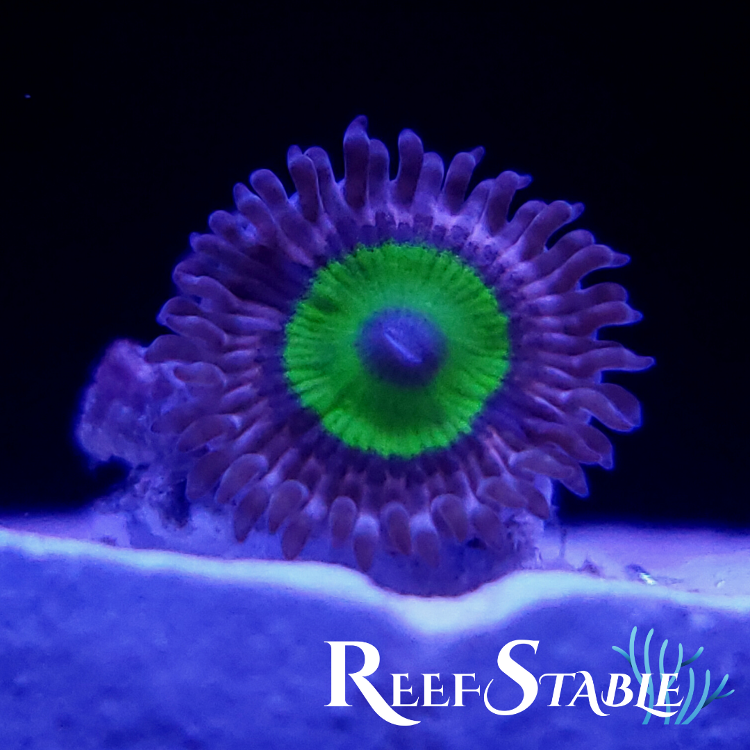 All Zoanthids Are Sold Per Polyp (2).png