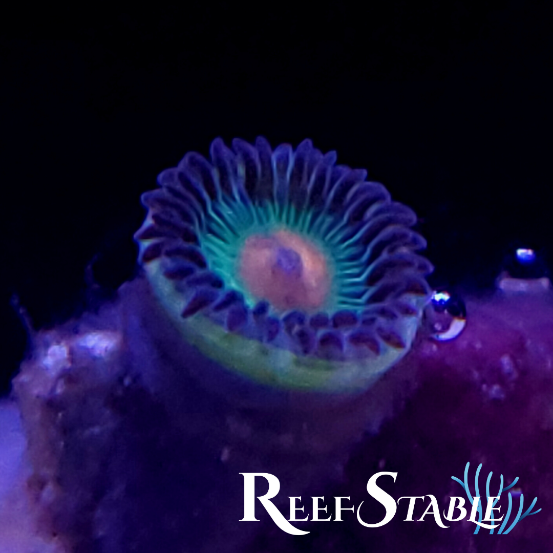 All Zoanthids Are Sold Per Polyp (3).png