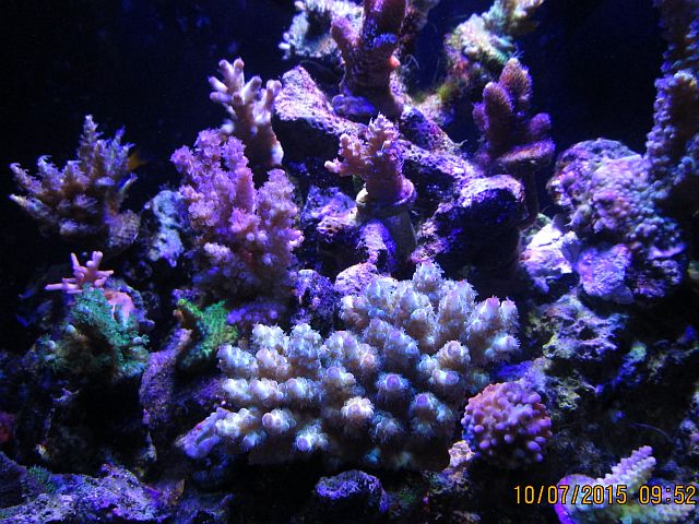 allacropora.jpg