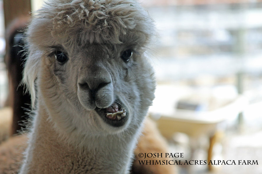 alpaca___funny_chewing_by_joshpage-d3bmi78.jpg