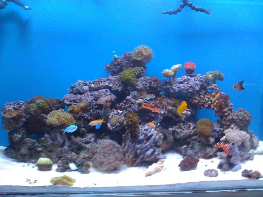 Tank move | Reef2Reef