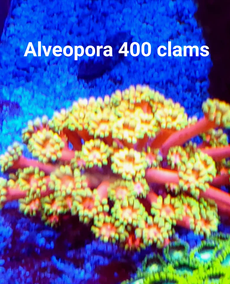 Alveopora.jpg