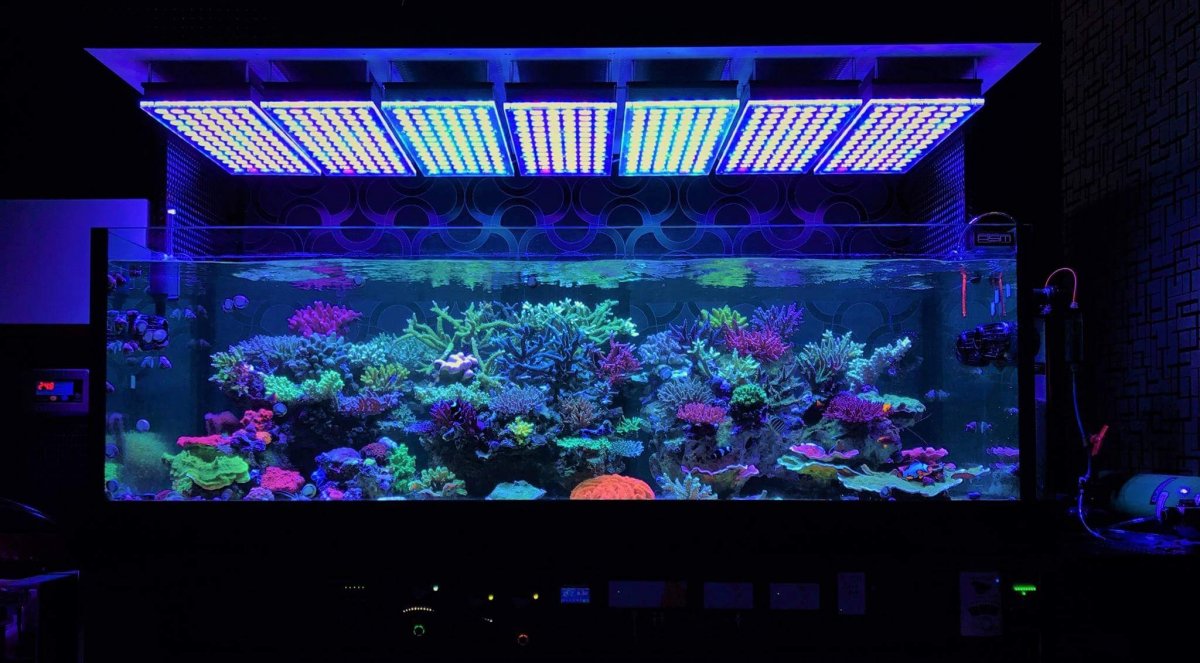 amazing-Reef-aquarium-LED-light.jpg