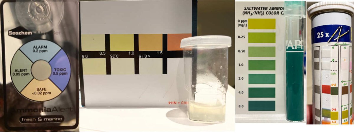 Ammonia Test.jpg