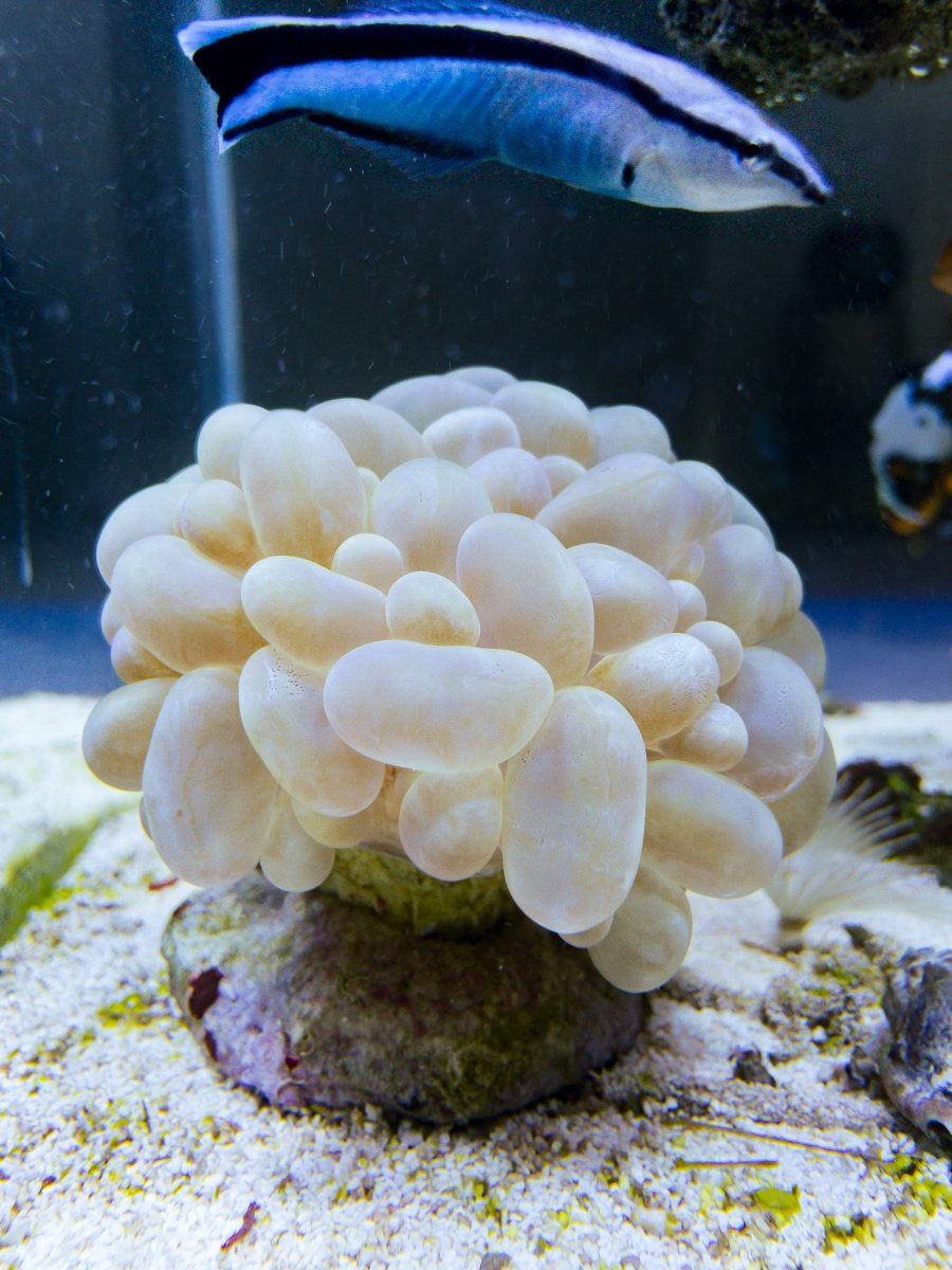 Amph-119.jpg