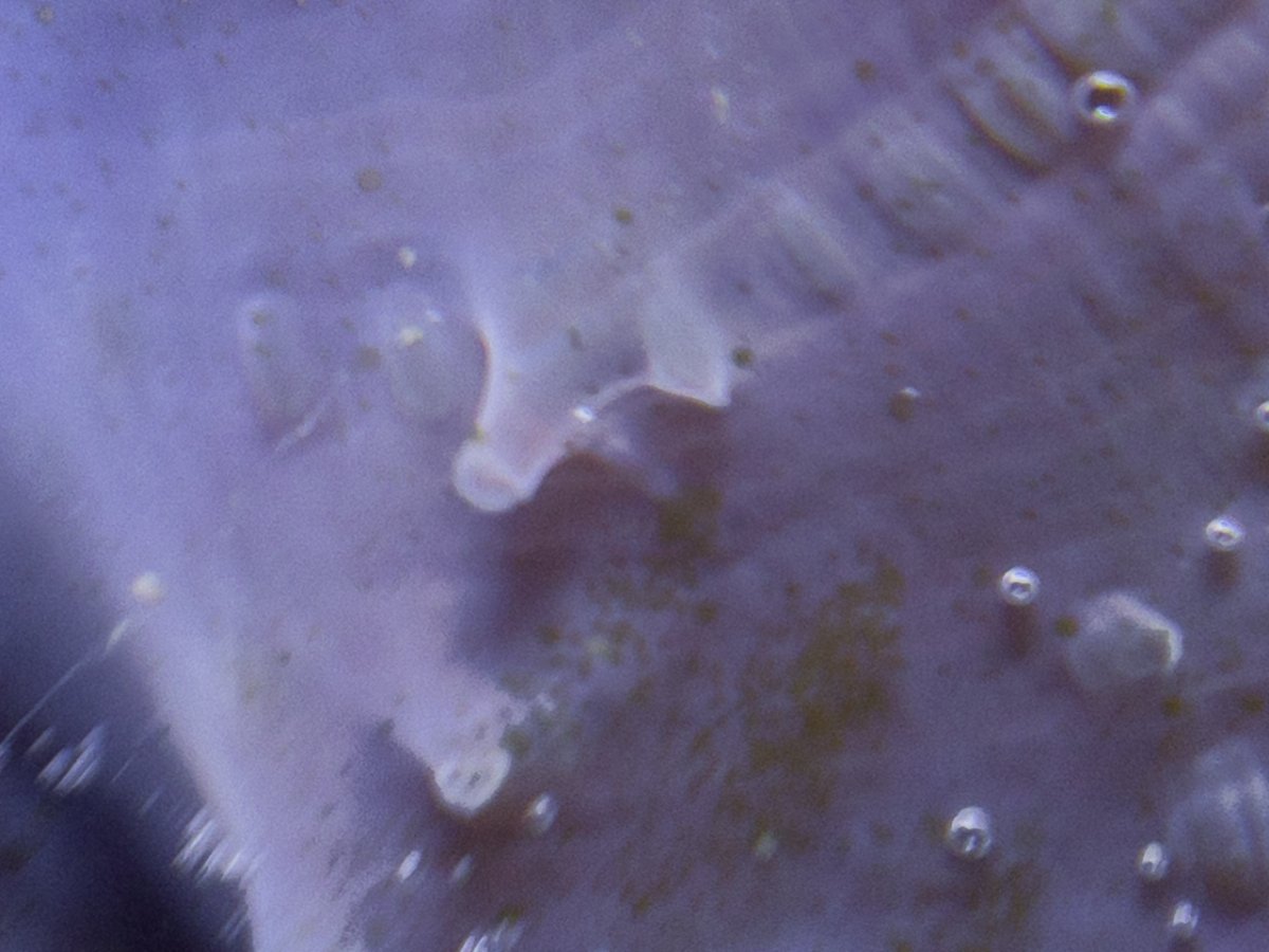 Amph-141.jpg