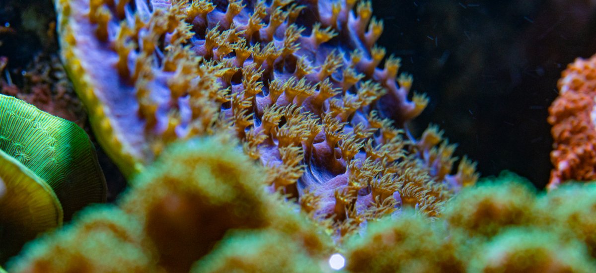 Amph-159.jpg