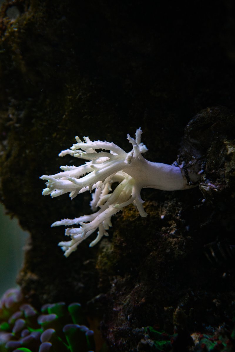 Amph-25.jpg