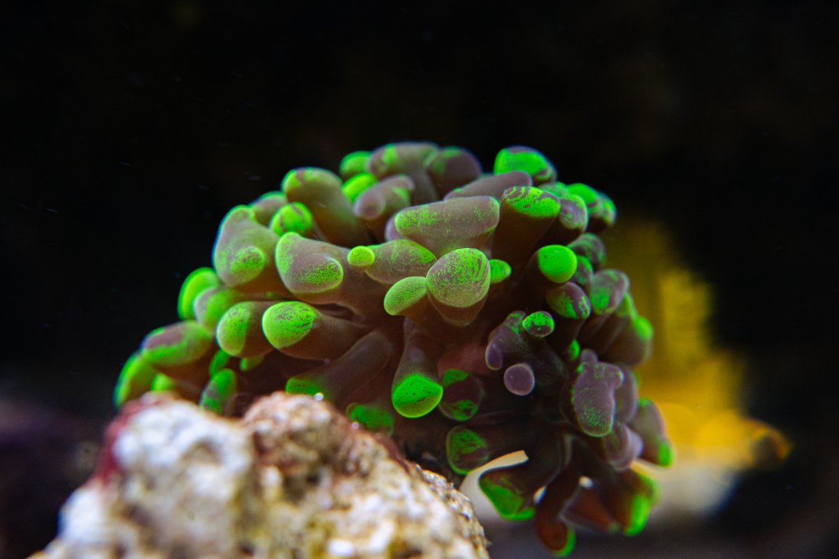 Amph-28.jpg