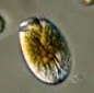 amphidinium.jpg