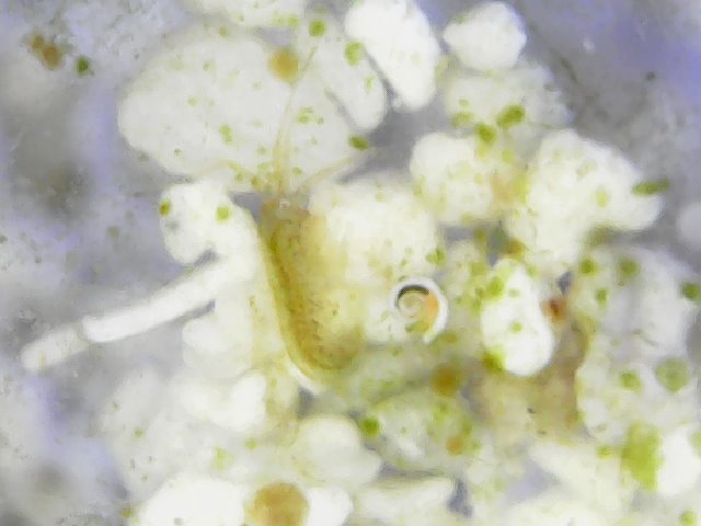 amphipod 2.jpg