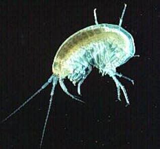 amphipod-4.jpg