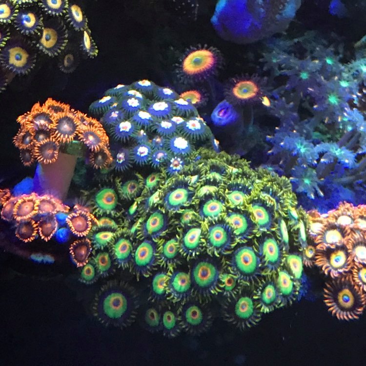 and more zoas 122220.jpg