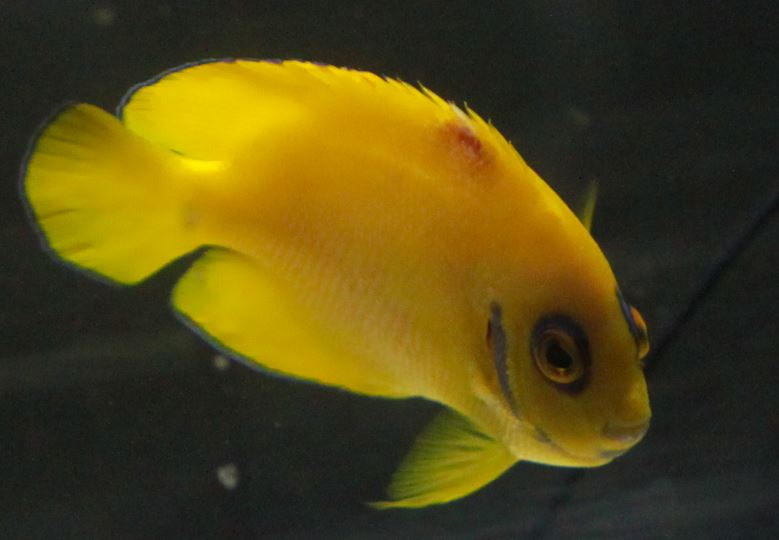 Lemon peel angel weird spot on dorsal fin | Reef2Reef