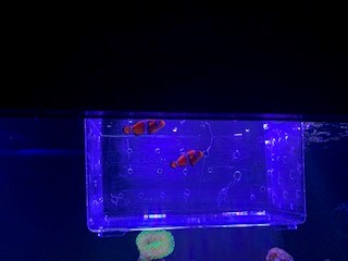 Anemone (1).jpg
