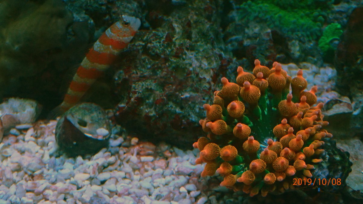 anemone-2.jpg
