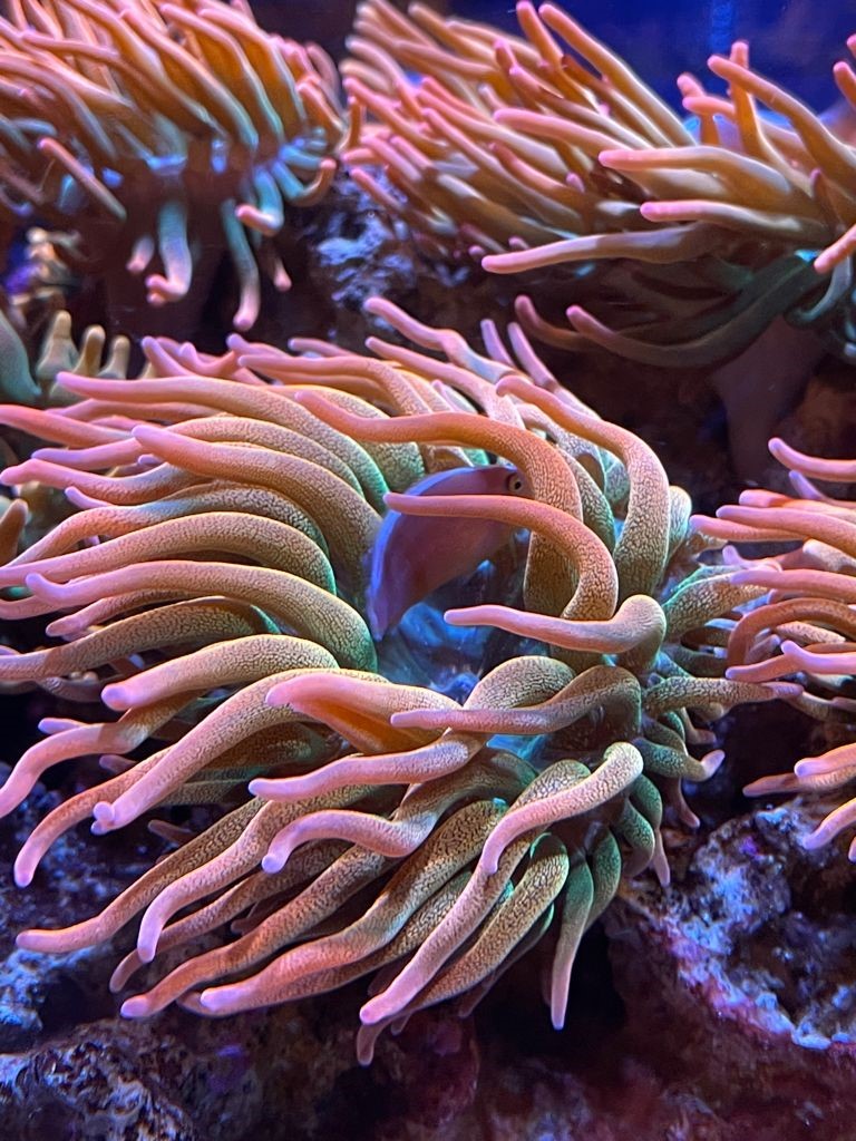 anemone 2.jpg