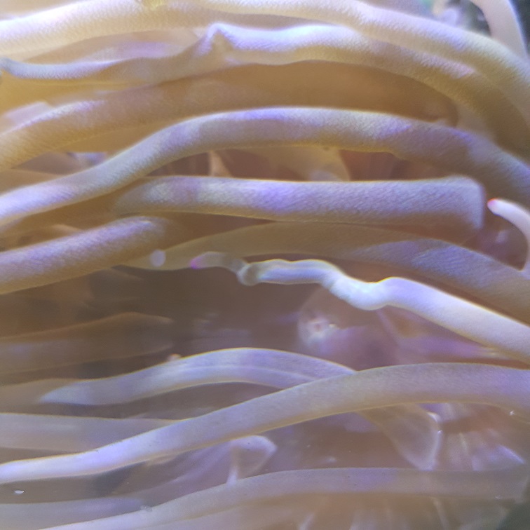 anemone 2.jpg