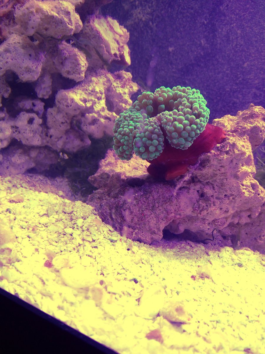 Anemone 26.jpg