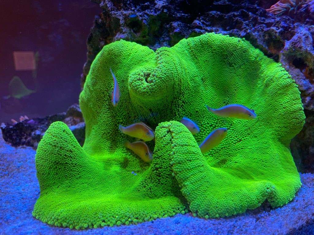 anemone 3.jpg