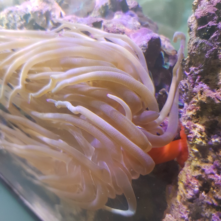 anemone 3.jpg