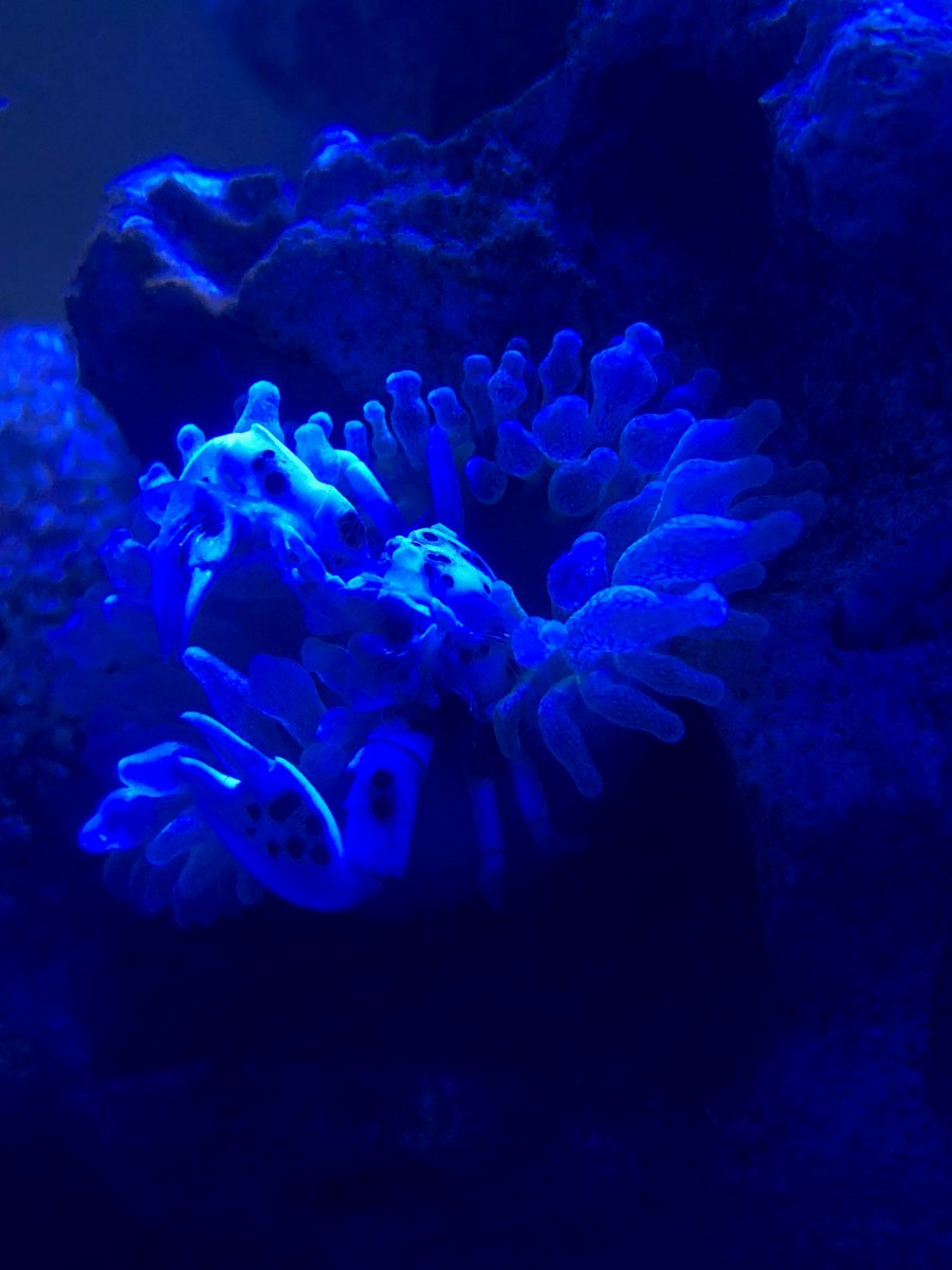 anemone 6-25.jpg