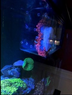 Anemone (6).jpg