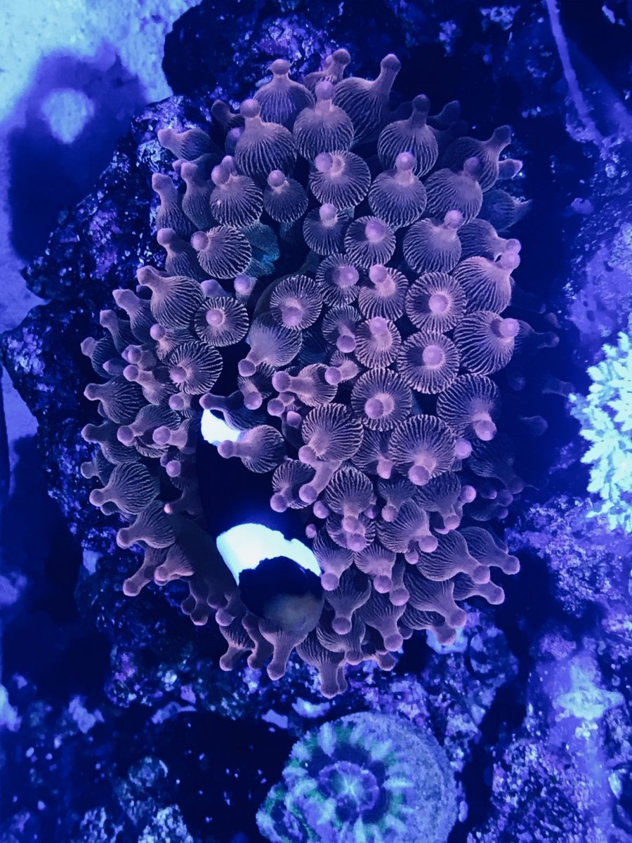 Anemone.jpeg
