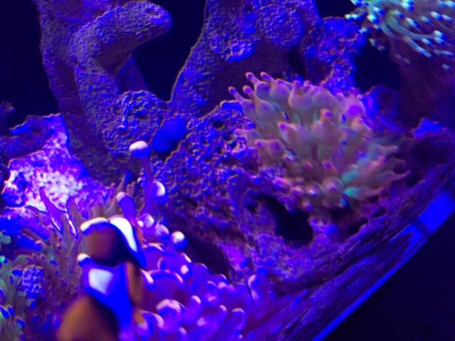 anemone.jpg