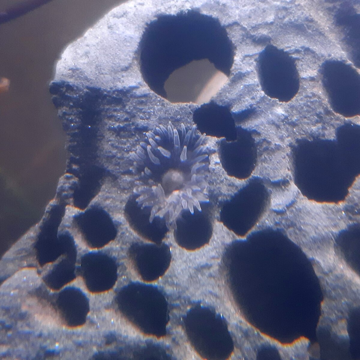 anemone.jpg