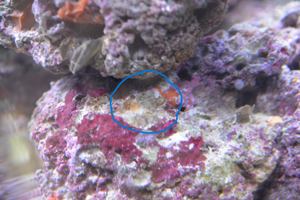 anemone.JPG
