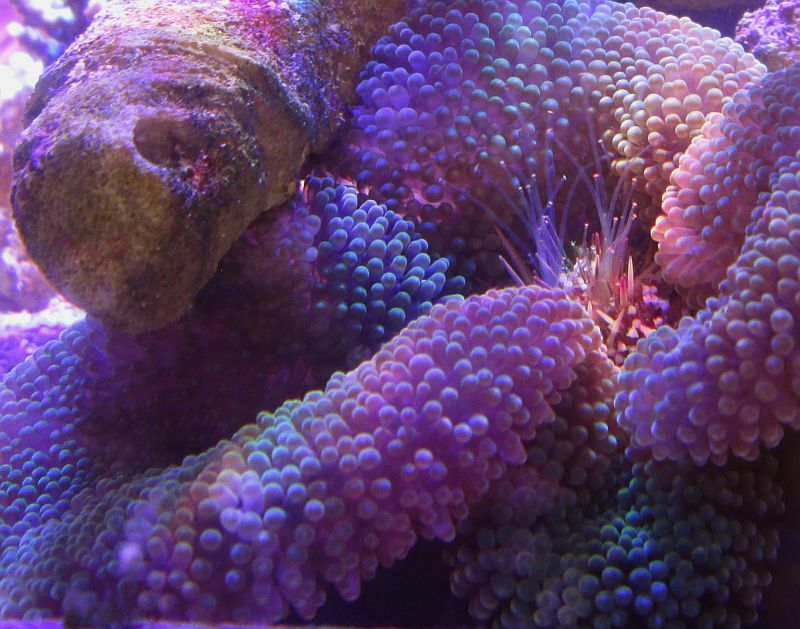 anemone.jpg