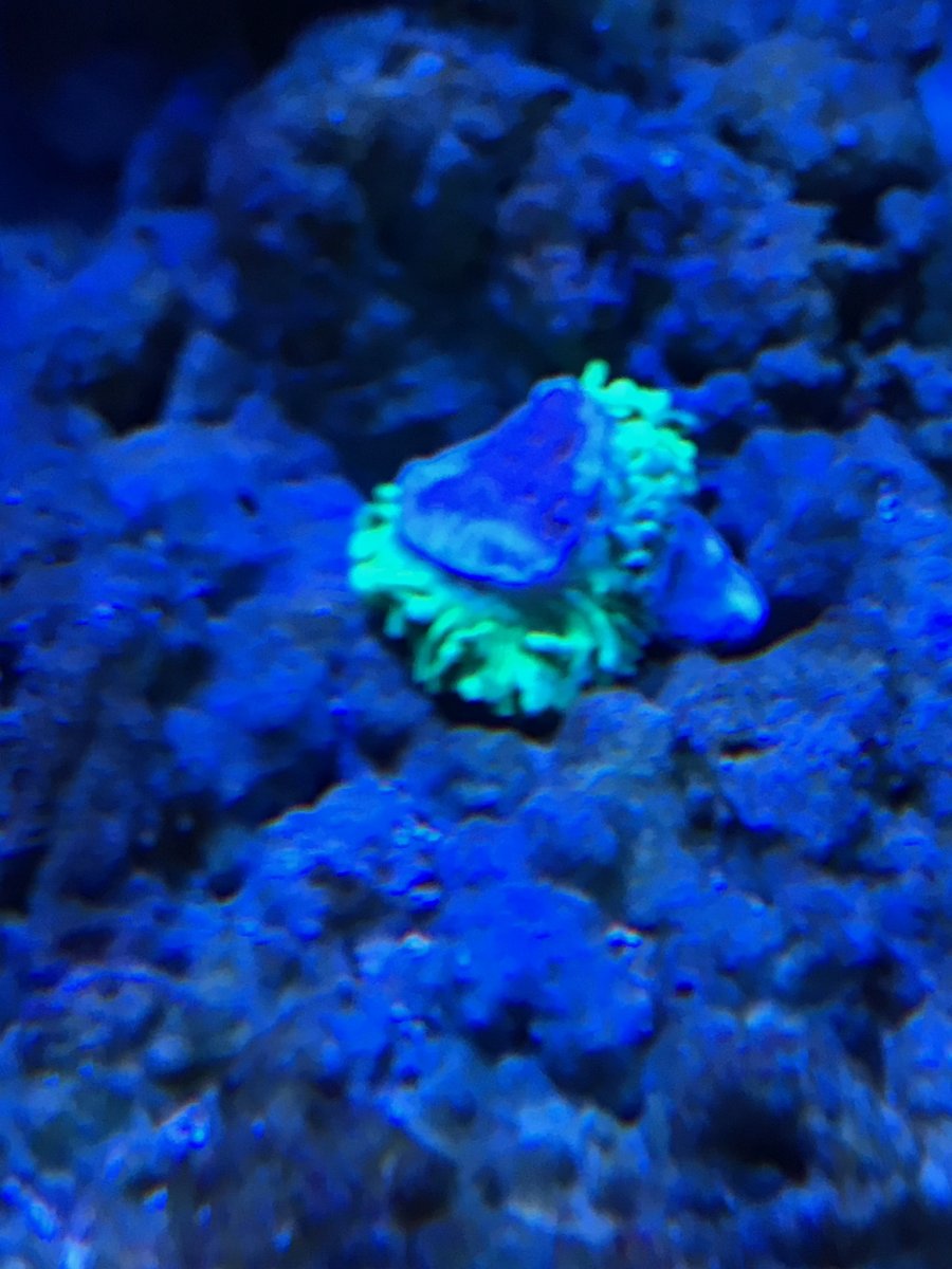 Anemone.jpg