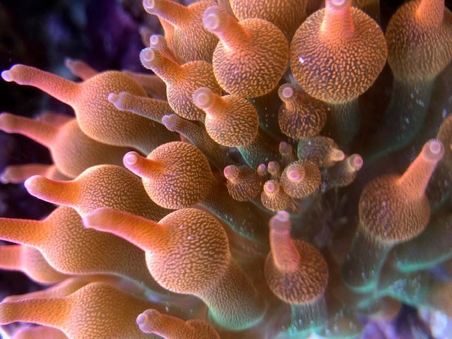 ANEMONE.jpg