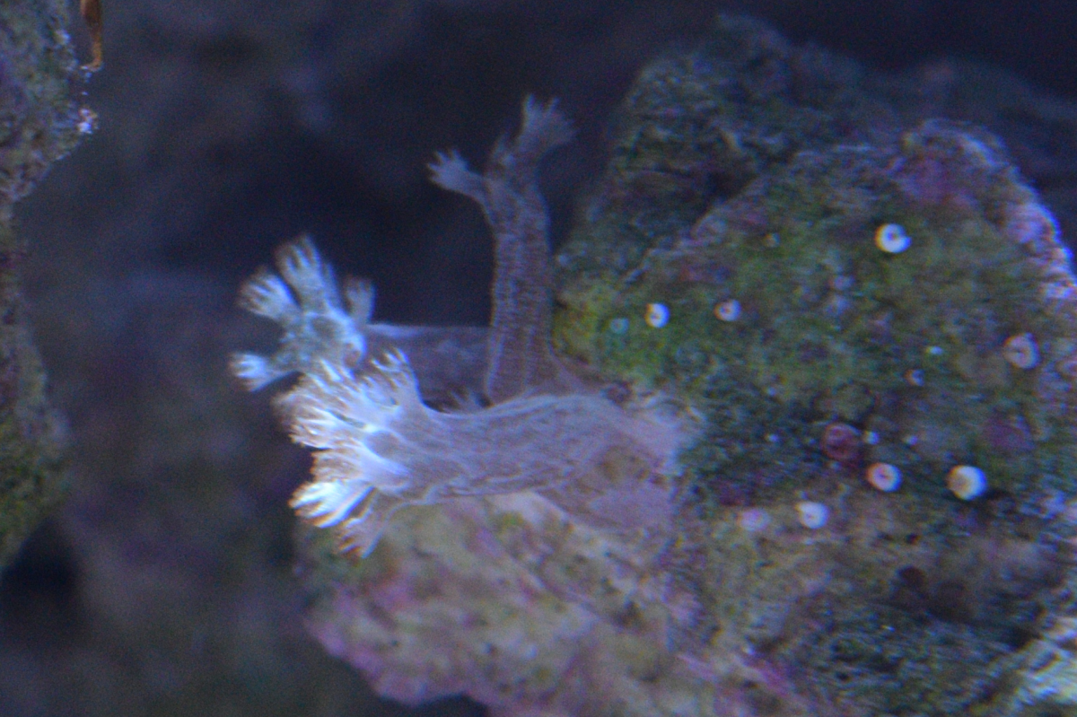 anemone.png