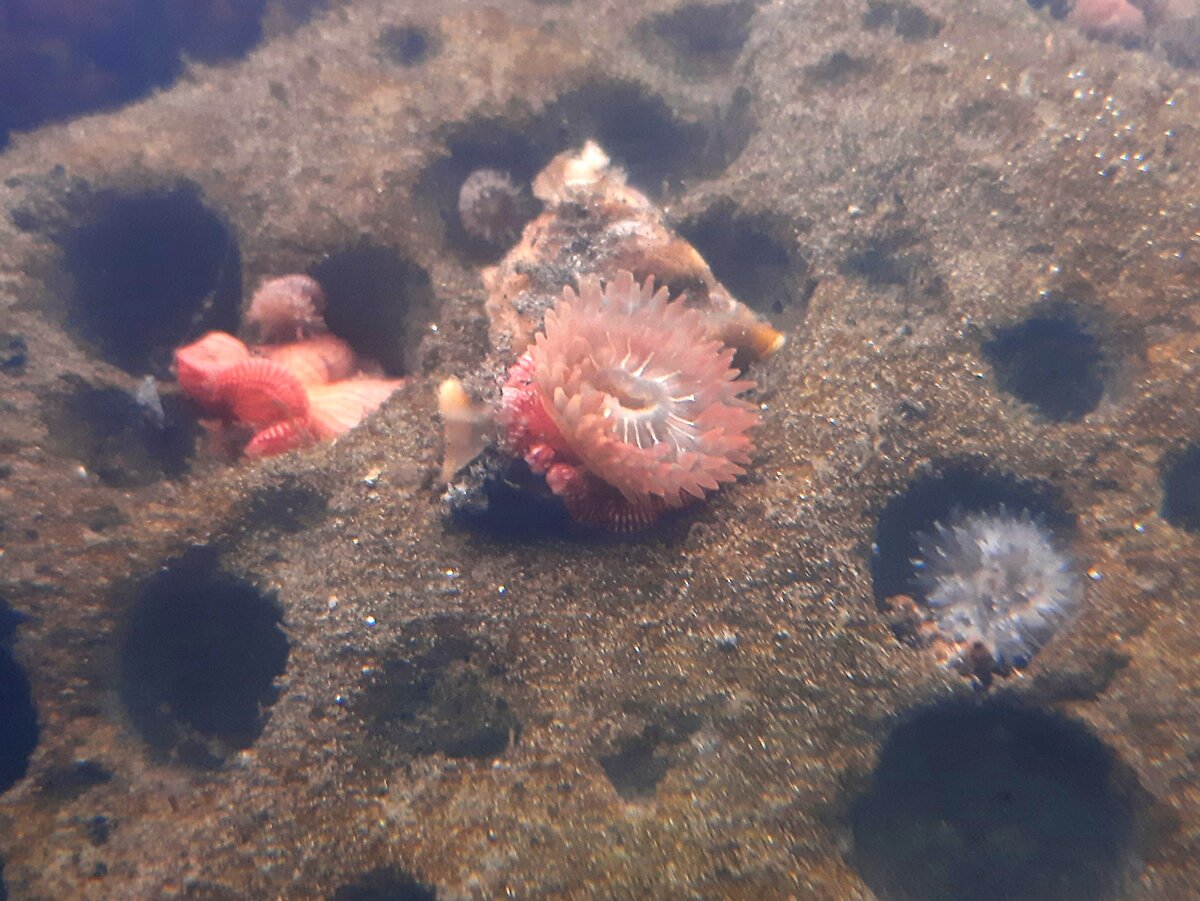 anemone-relocation.jpg