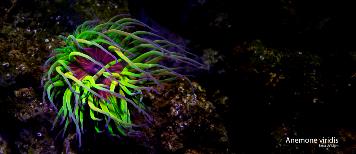 Anemone-viridis.png