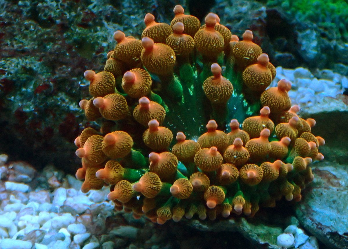 anemone1.jpg