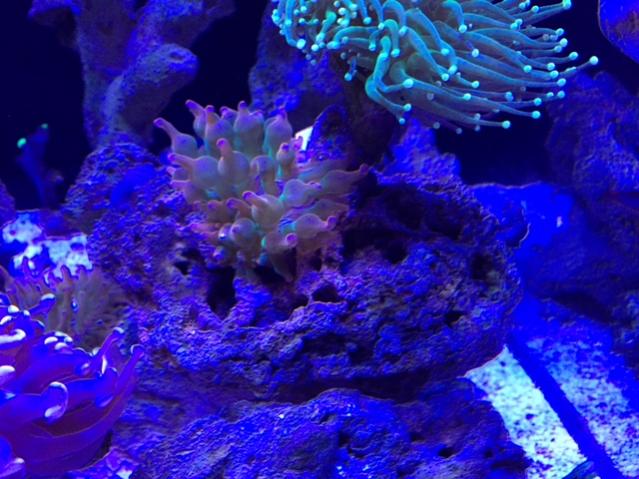 anemone1.jpg