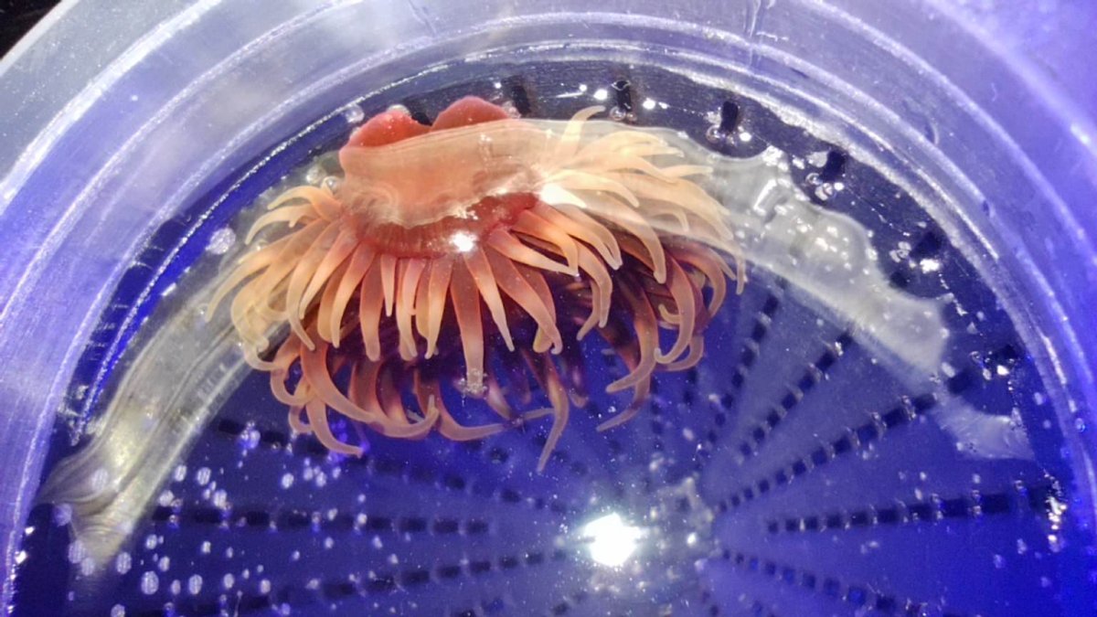 anemone22.jpg