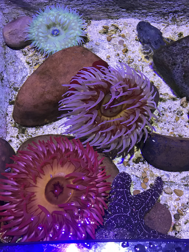 anemone3.jpg