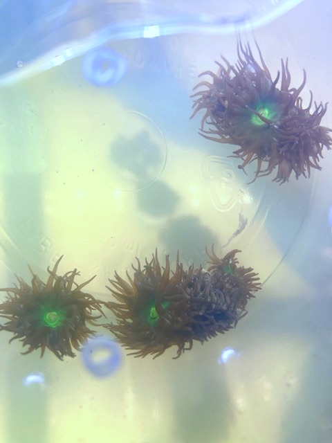 anemone5.jpg