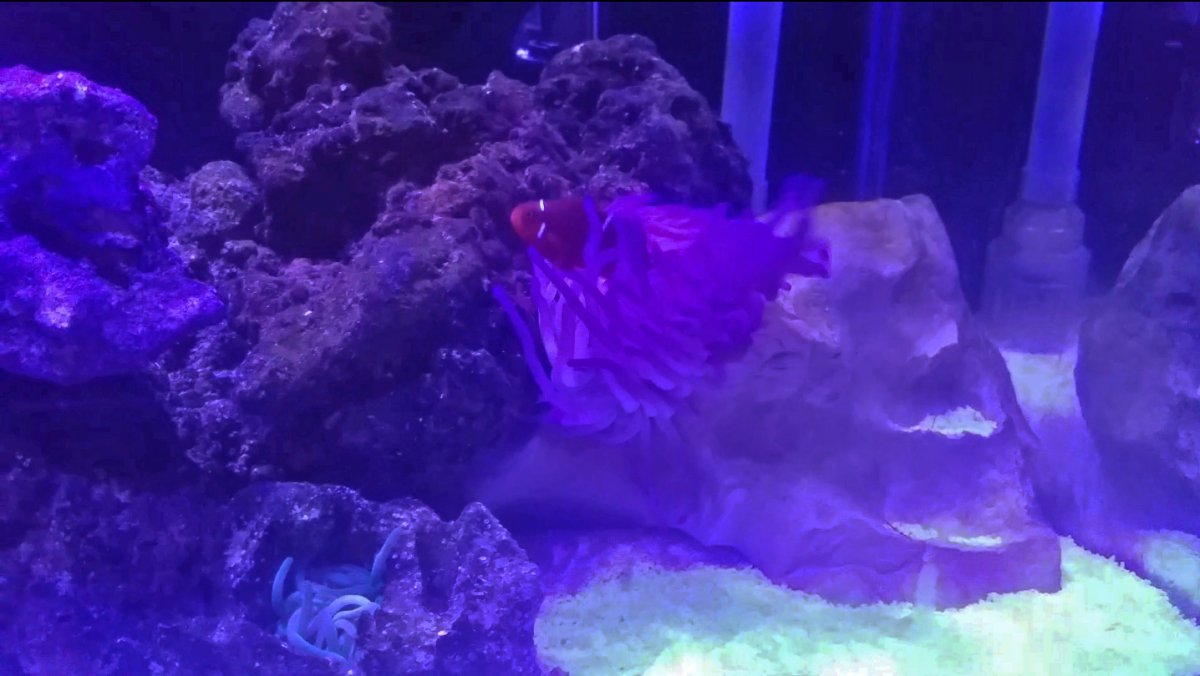 AnemoneClownfish.jpg