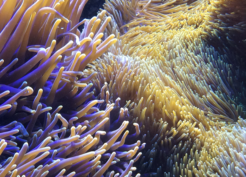 Anemones interaction 3.jpg