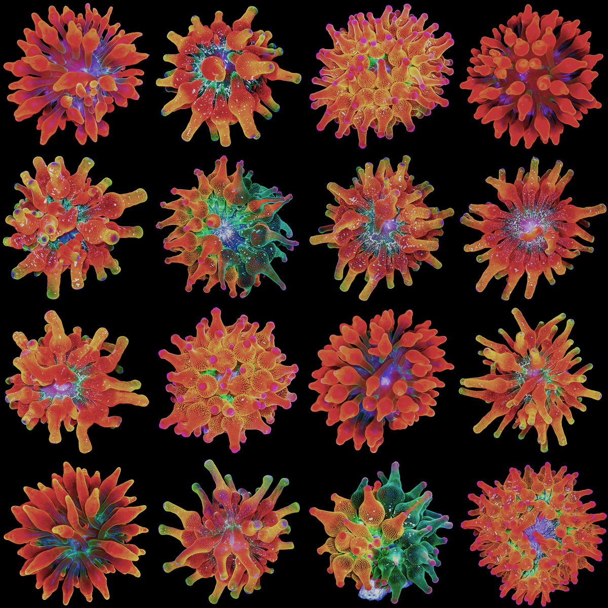 Anemones-teasers-17.png