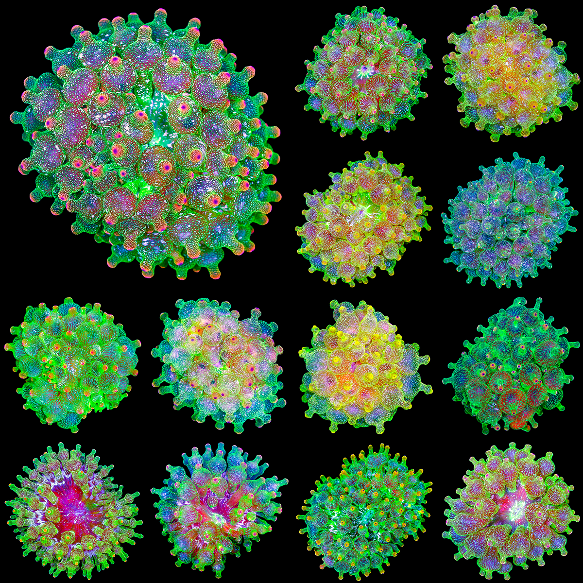 Anemones-teasers-31.png