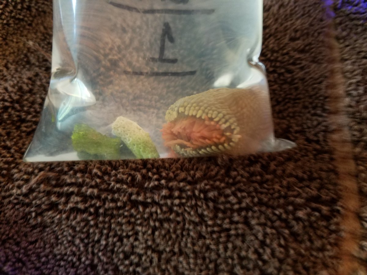 Anemones1.jpg
