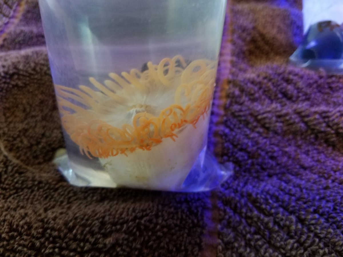Anemones2.jpg